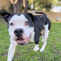 Thumbnail photo of Gumbo #1