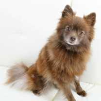 Thumbnail photo of Nova #3