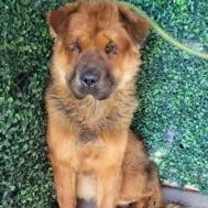 Thumbnail photo of Cream Puff* #2