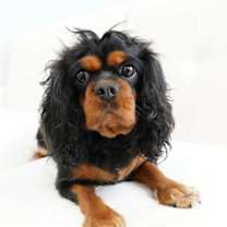 Thumbnail photo of Reina #1