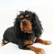 Thumbnail photo of Reina #3