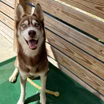 Thumbnail photo of Apollo #2