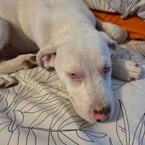 Thumbnail photo of Apollo Bandit #3