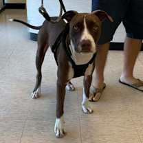 Thumbnail photo of Hank #1