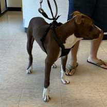 Thumbnail photo of Hank #3