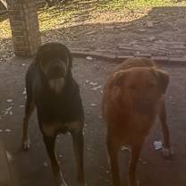 Thumbnail photo of Luna #2