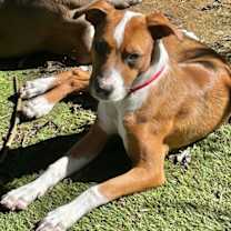 Thumbnail photo of AMBER #3