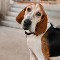 Thumbnail photo of Boone #2