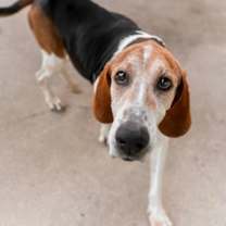 Thumbnail photo of Boone #4