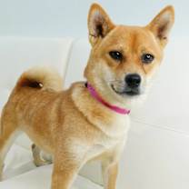 Thumbnail photo of Tsuki #4