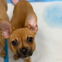 Thumbnail photo of Timon #1