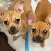 Thumbnail photo of Timon #2