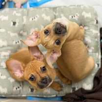 Thumbnail photo of Timon #3