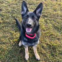 Thumbnail photo of Freya #2