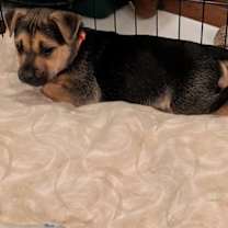 Thumbnail photo of Tova #2