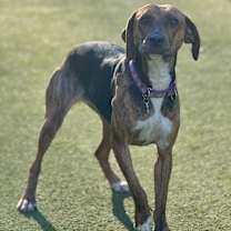 Thumbnail photo of Miss Cookie #4