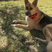 Thumbnail photo of Ruger #4