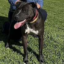 Thumbnail photo of Buddy #1