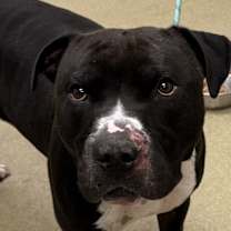 Thumbnail photo of Moose #1