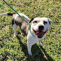 Thumbnail photo of Lola #4