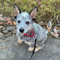 Thumbnail photo of Colt #3