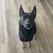 Thumbnail photo of Knight #2