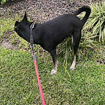 Thumbnail photo of Knight #3