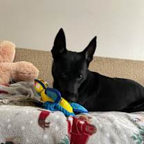 Thumbnail photo of Knight #4