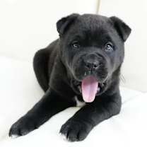 Thumbnail photo of Trooper #3