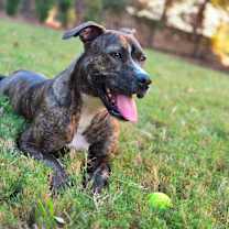 Thumbnail photo of Catcher #1