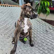 Thumbnail photo of Catcher #4