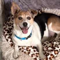 Thumbnail photo of Romeo #3