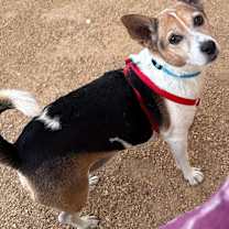 Thumbnail photo of Romeo #4