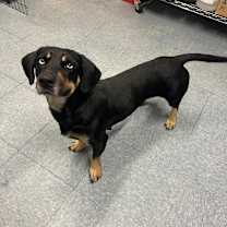 Thumbnail photo of Bambi #4