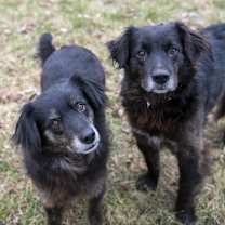 Thumbnail photo of Kipper & Oatmeal #1