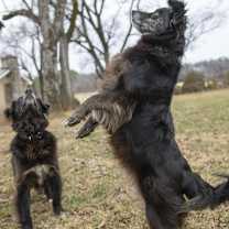 Thumbnail photo of Kipper & Oatmeal #4