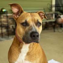 Thumbnail photo of Willow #1