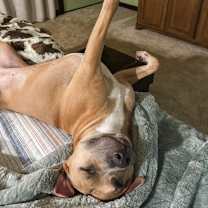 Thumbnail photo of Willow #2