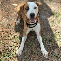 Thumbnail photo of Ginger Snap  #2