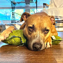 Thumbnail photo of Willow #3