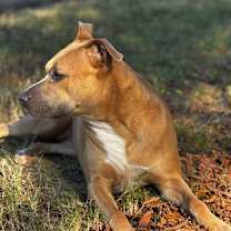 Thumbnail photo of Willow #4