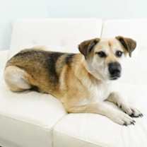 Thumbnail photo of Macaroon #1