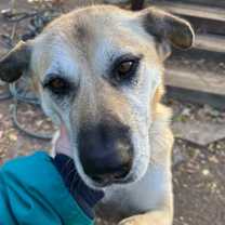 Thumbnail photo of Macaroon #2