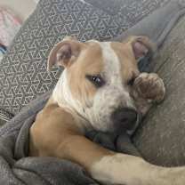 Thumbnail photo of Shadow #1