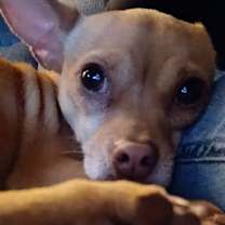 Thumbnail photo of Abby #3