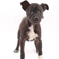 Thumbnail photo of Blair #1