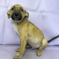 Thumbnail photo of Lachlan #3