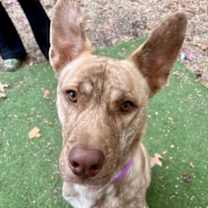 Thumbnail photo of Canelo #3