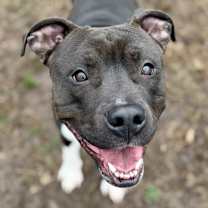 Thumbnail photo of Sparky #1