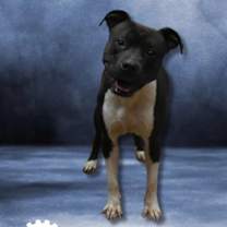 Thumbnail photo of Sparky #2